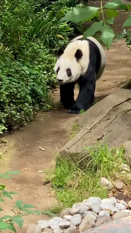 ❤️🐼❤️ Xin Xin, la única pandita mexicana, en su albergue en el Centro de Conservación de la Vida Silvestre de #Chapultepec. #México #CdMx #panda 