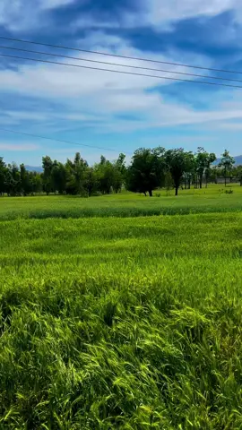 اپر تناول مانسہرہ میں گندم کی صورتحال۔ #mohsinrazatanoli #viral #tanawal #hazara #unfreezemyacount #phulra #lassannawab #village #tanoli #fypシ #CapCut #mountain #mansehra #foryou 