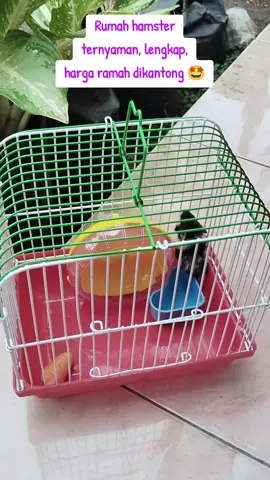 rumah hamster 30 ribuan. #rumahhamster #kandanghamster #hamster #fypppppppppppppp #fyp 