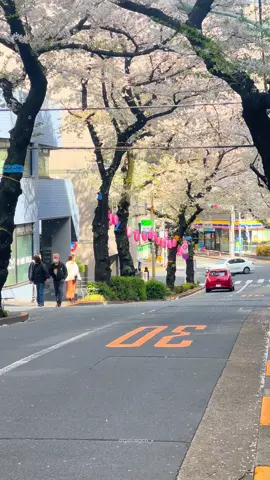 a cherry blossom masterpiece #sakura #spring #japan #kensyusei🇲🇨🇯🇵 #xybca #japanvibes 
