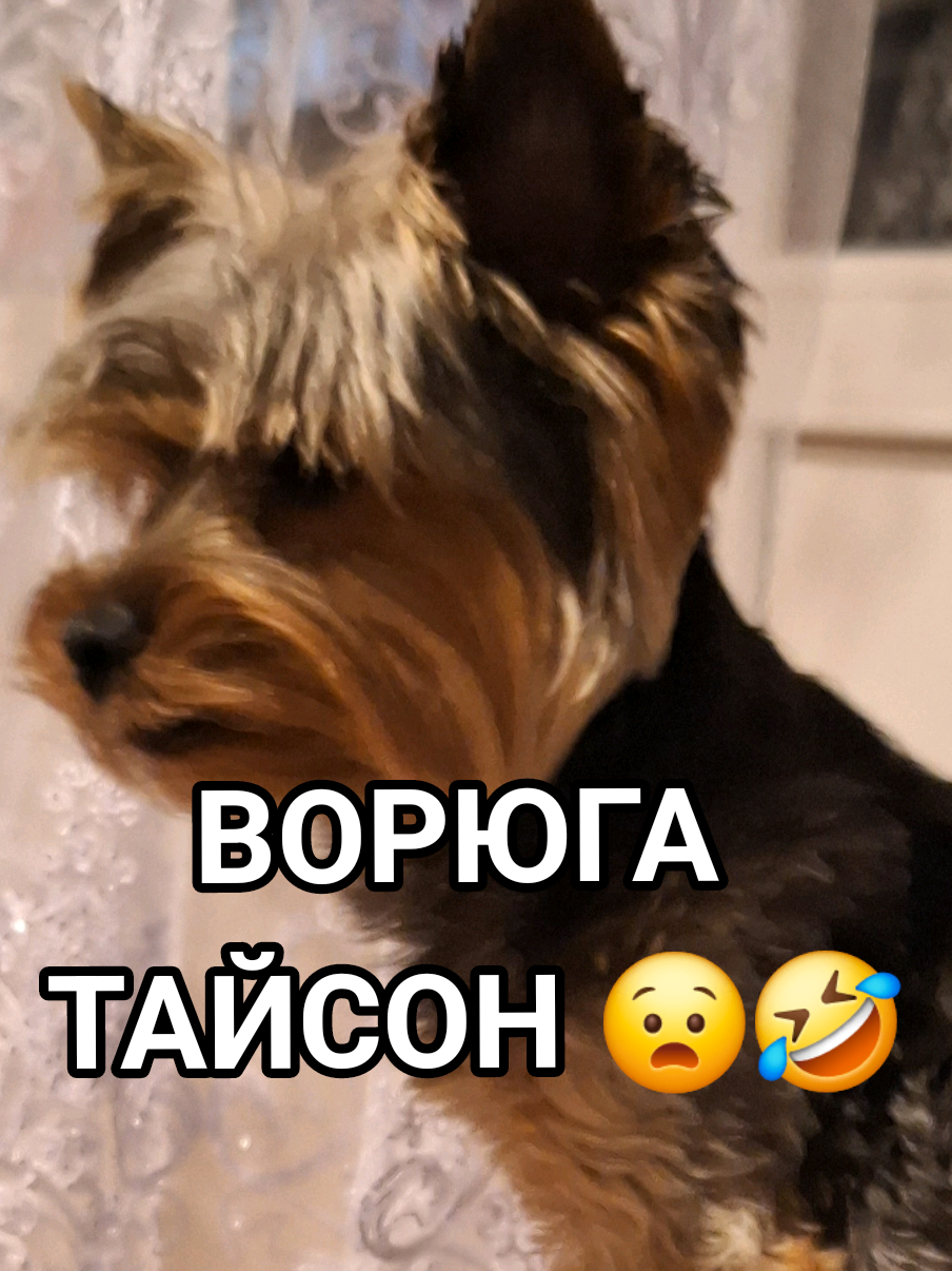 #йорк #йоркширскийтерьер #йорктайсон #воришка  #самаялучшаясобака #йоркимоялюбовь #йоркимания #йорктикток #пушистоесчастье #йоркирулят #собачіприколи #york 