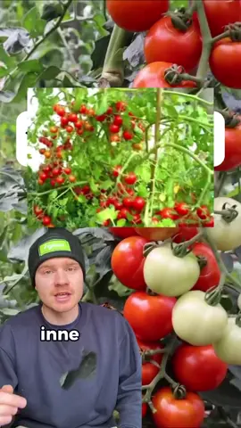 Niektóre rośliny szkodzą pomidorom 🍅, inne im pomagają 🌿. Co więc sadzić obok nich? ✅ Dobre sąsiadki: 🧄 Cebula, czosnek, por – odstraszają szkodniki 🐛 🥬 Szpinak, szczaw, sałata – dobrze współgrają 🌿 Zioła: bazylia, tymianek, szałwia, oregano – wspierają wzrost ❌ Czego unikać? 🥔 Ziemniaków – przez zarazę ziemniaczaną 🌶️ Papryki – ma duże wymagania glebowe Allelopatia to nauka, nie przesąd! 🌱🔬