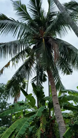 វេចអន្សមជុំគ្រួសារសំរាប់បុណ្យចូលឆ្នាំថ្មី #វេចអន្សម #khmernewyear 