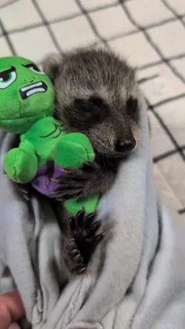 #fypage #trashpanda #babyraccoon #babygrady #cutest #racoon #hulksmash #makemefamous #racoonsoftiktok 