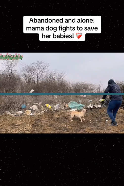 Abandoned and alone: mama dog fights to save her babies ❤️‍🩹 @Animal Rescue ♥️ #rescue #rescuedog #rescuepuppy #puppy #dog #poordog #dogsoftiktok #puppytiktok #straydog #homelessdog 