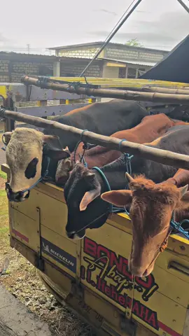 Paket cepat via toll trans jawa, bandung yang dituju 🐂💨  #sapi #sapiqurban #sapijumbo #sapiviral #sapibalap #juragansapi #lintasjawa #fyppppppppppppppppppppppp #fyppage #4u #masukberandafyp #beranda #berandatiktokterbaru 