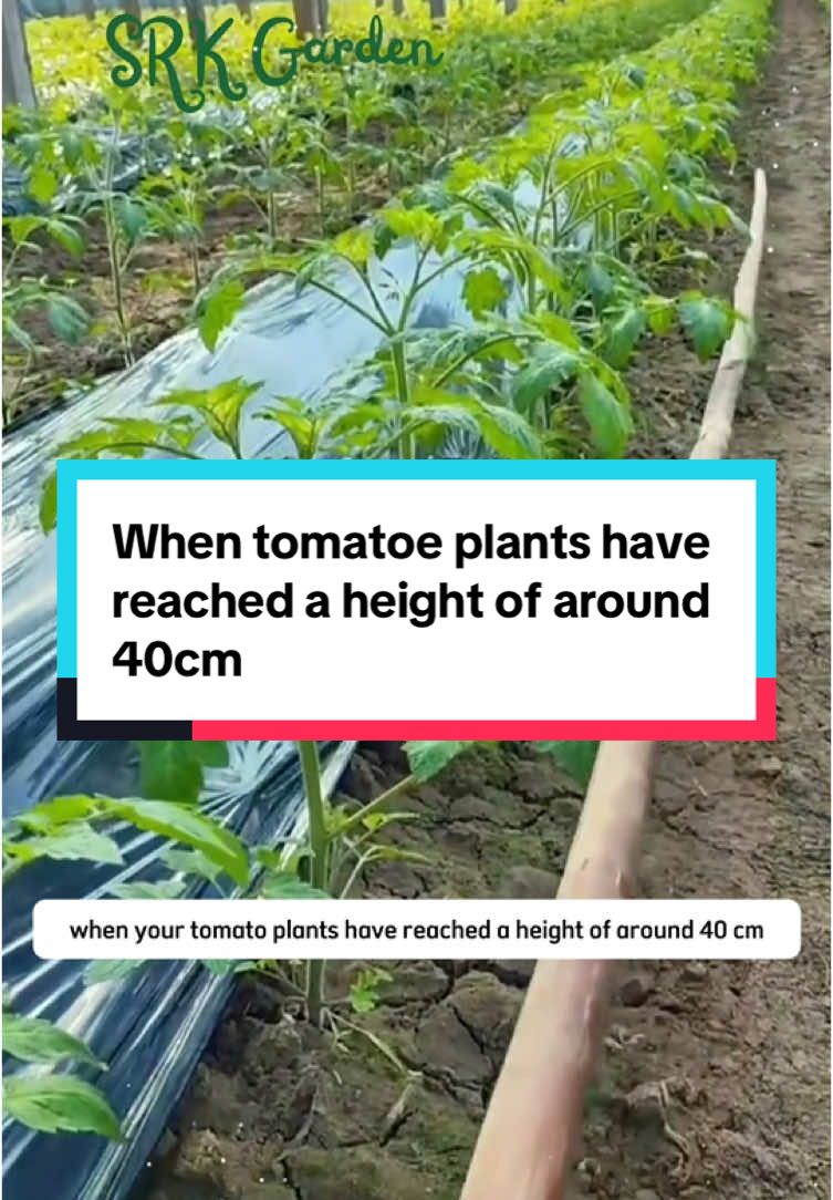 When tomatoe plants have reached a height of around 40cm #terragarden #tomatolayingdown #gardening #vegetables #viral2025 #reelsus 