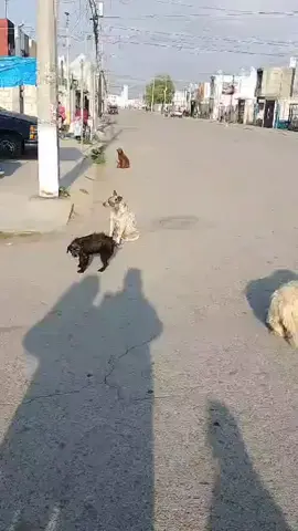 #balerinacappuchina 