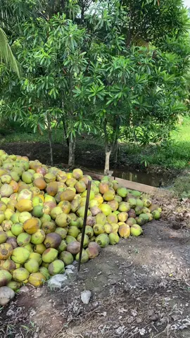 info harga ketua#petani kelapa🌴#petani muda#petaniindonesia🇮🇩🇮🇩🇮🇩🌿🌿 #pekerjakeras#pekerjakerasindonesia🇮🇩 #pejuangrupiah #perintisbukanpewaris 🤟🏻#impian kita bos muda#kuli kelapa🌴#kapal jambul#km cv berkat mandiri 77#menyaalaahhabangkuuu🔥🔥 #fypp 