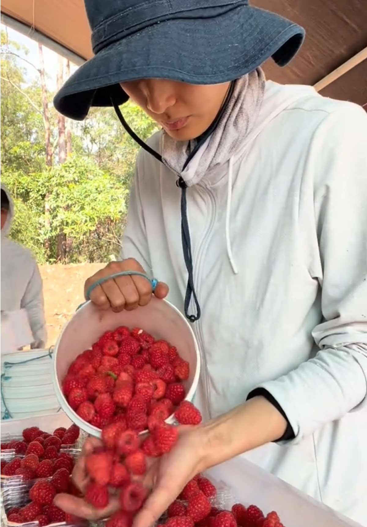 Liệu mùa đông năm nay có ấm hơn mùa đông năm xưa hay không?? #raspberry #winter #season #picker #picking #workingholiday #462 #australia #nongnghiep #viral 