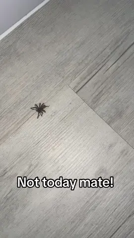 #spiders #jumpscare 