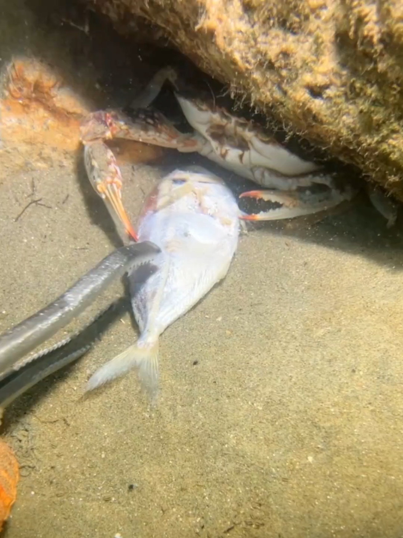 Greedy crabs snatched dried fish and found a giant brown crab lying on the sand. #diving #crab #catchthesea #seafood #seaside #fish