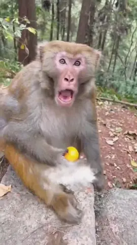 😂😂Monkey bro was troolled 😂😂 #monkey #funny #cut #wildanimals