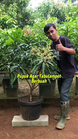 Pupuk Untuk Membuahkan Tabulampot #pupukbuah #mkp #paktani 