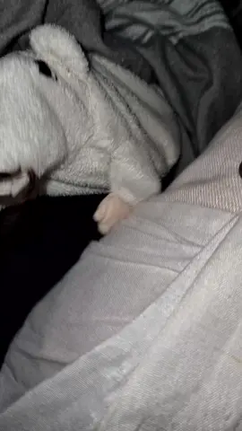real?  #DancingRat  #ScottyDoesntKnow  #RatDance  #ViralRat  #TikTokRat  #DancingAnimal  #FunnyAnimals  #RatVibes  #ScottyKnowsNow  #EpicDanceMoves  #RodentRhythm  #RatParty  #DankRat  #RatTok  #AnimalGroove  #TinyDancer  #MemeRat  #DancingRodent  #MusicalRat  #FunkyRat  #PetRat  #RatGoals  #ScottyTheme  #EpicAnimalMoments  #RatOnTheBeat  #DancingToTheBeat  #UnderratedRats  #RodentWithMoves  #HypeRat  #PartyRat  #ScottyDoesntKnowVibes  #DancingToScotty  #RatsCanDance  #RatOnFire  #DanceChallenge  #BizarreRat  #CoolRatMoves  #AnimalJam  #RodentRave  #ScottyKnowsRat  #MusicAndRats  #RatReel  #FunnyPetVideo  #DancingPet  #TinyFeetBigMoves  #FunkyRodent  #fyp 