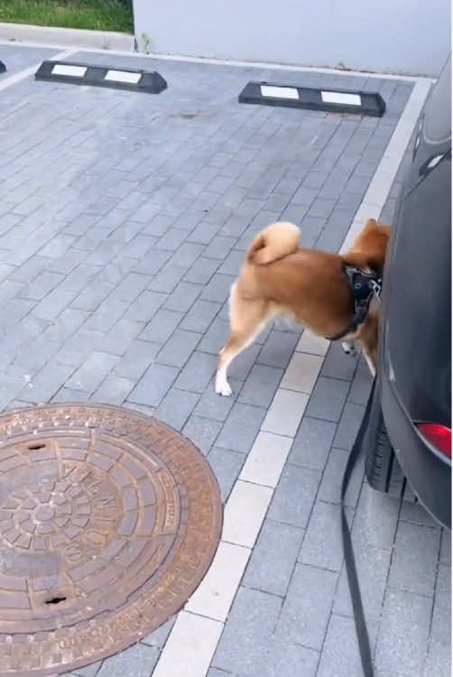 Happy dogs #happydog #dog #