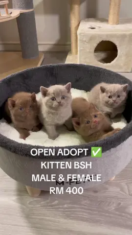 Breed : British Shorthair ( BSH)  Gender : Male & Female DOB : 2.5 Month Price : RM 400 Vaccine ✔️ Aktive ✔️ Manja ✔️