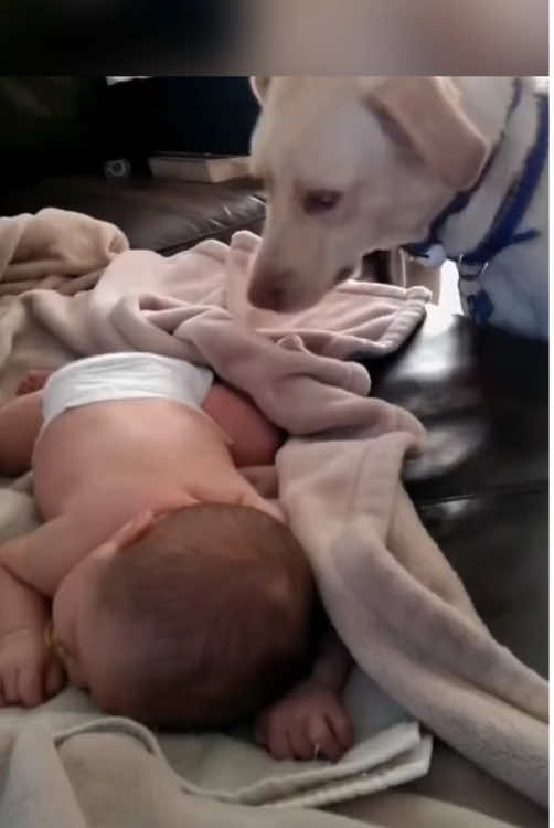The sweet dogs.#dog #Love #baby 
