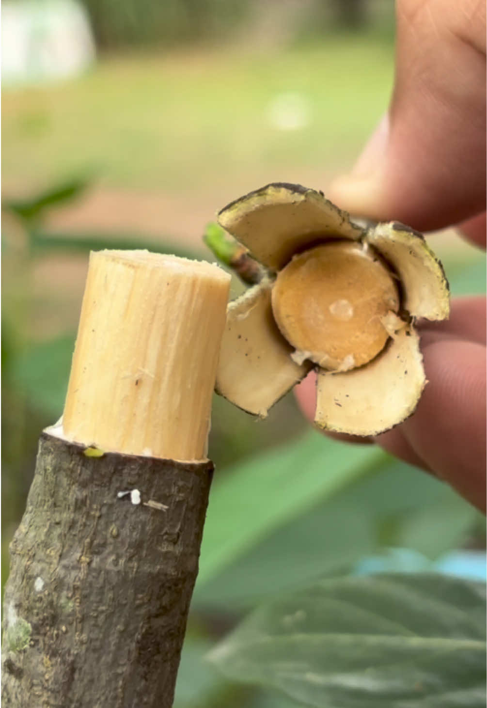 Grafting techniques plants. #grafting #garden #tiktok 