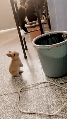 The lovely rabbits.#rabbit #cutebaby #bunny 