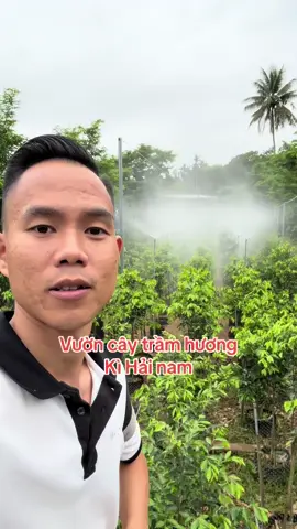 Mô hình bét tưới vườn kì Hải nam 1 năm tuổi #vietnam @Trầm Hương Huỳnh Đức Tài 