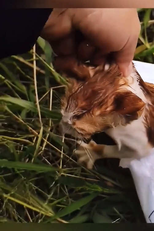 Rescue a kitten in bag #animal #animalsoftiktok #rescueanimals #rescue #rescuecat #cat #kitten 