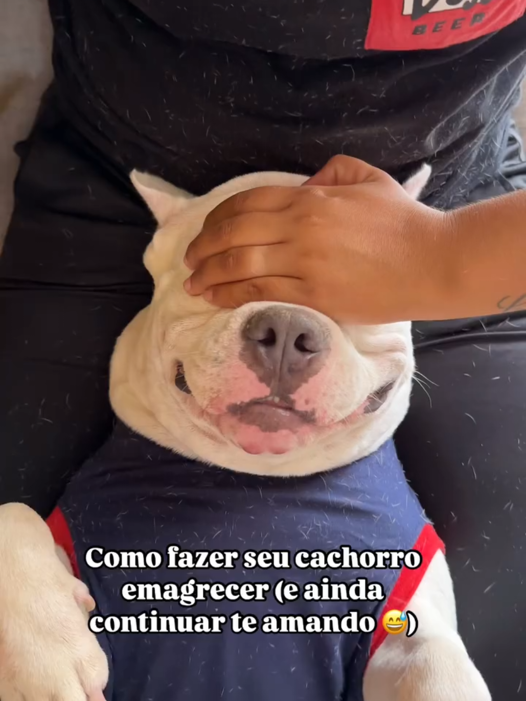 E você, oferece frutas ou salgados? conta aí nos comentários para sabermos. 😃 #cachorro #cães #videosengraçados #humor #animal #comedia #doguinhos #doginstagram #explore #foruyou #amocachorros 