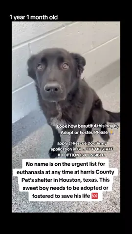 📣🚨🚨URGENT 🚨🚨📣 No name is on the urgent list for euthanasia ☠️ at any time ⏳️at harris County Pet's shelter in Houston texas. This sweet boy needs to be adopted or fostered to save his life 🆘️ 🙏 🆘️🙏🆘️ Please consider fostering if you are unable to adopt it would save this sweet boys life 🙏💙🙏 No name 😢 ID #A634700  If you can foster/adopt please apply @Rescue Dog Army application in Bio ASAP ‼️  OUT OF STATE ADOPTION IS POSSIBLE.  Please message me if you have any questions.  Address  Harris County Pet's shelter.  612 Canino Rd in Houston texas.  #adopt #rescue #foster #resuedogarmy #savealife #harriscountypets #euthlist #FYP #dogsoftiktok #urgentshelterd #doggo #fosteringsaveslives #houston #texas #help #urgent #hero 