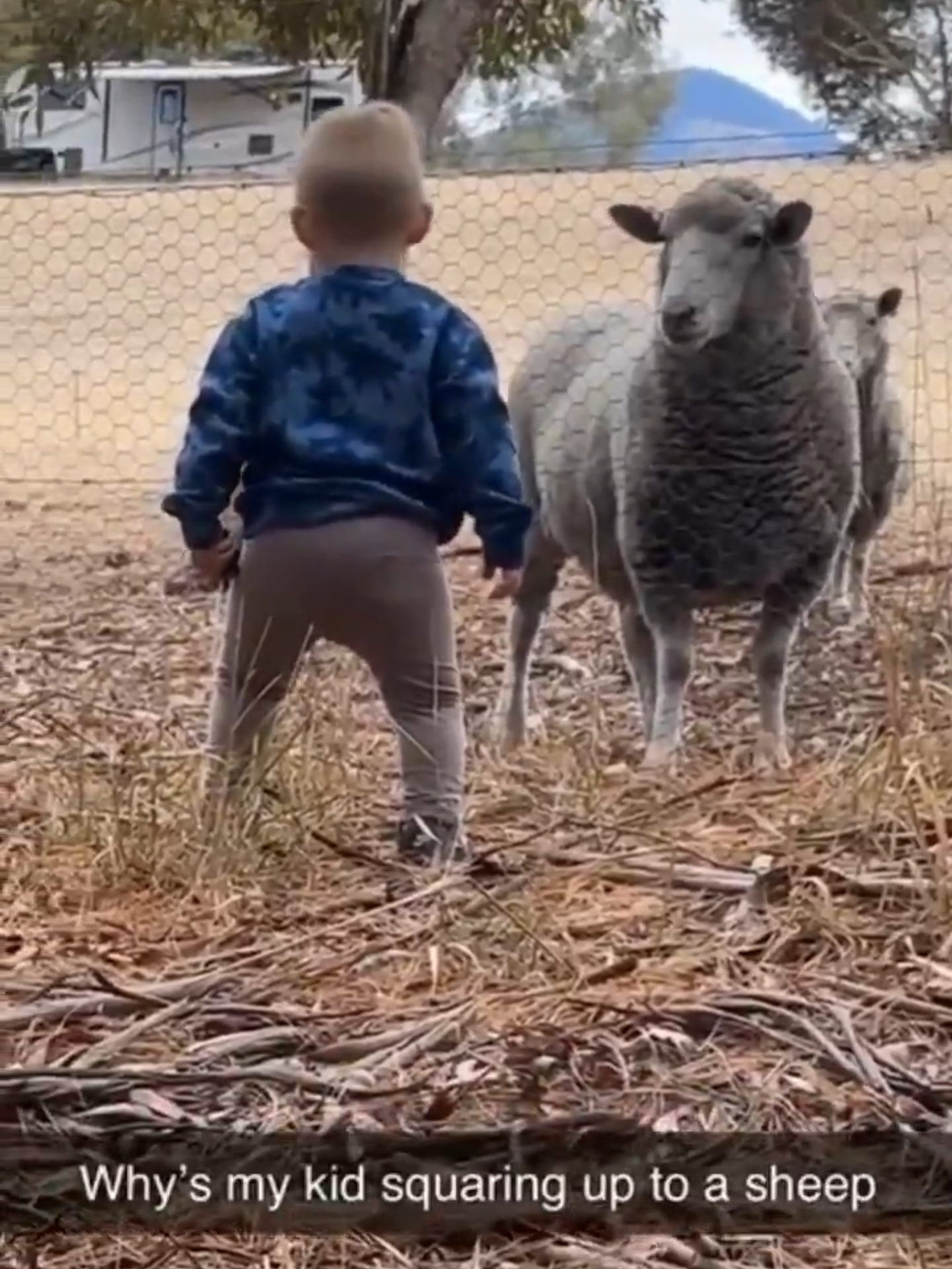 They are rivals now :), too cute the boy who looks at the sheep #videoviralitiktok #pourtoi #tiktokviral #cute #animal #humour
