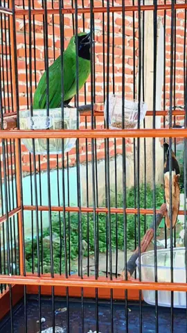 Keluar suara Ayam pulak ini si Ijo #suaracucakijo #cucakijosuaraayam  #suaraayam #birds #cucakijo #burungcucakijo #burung #bird 