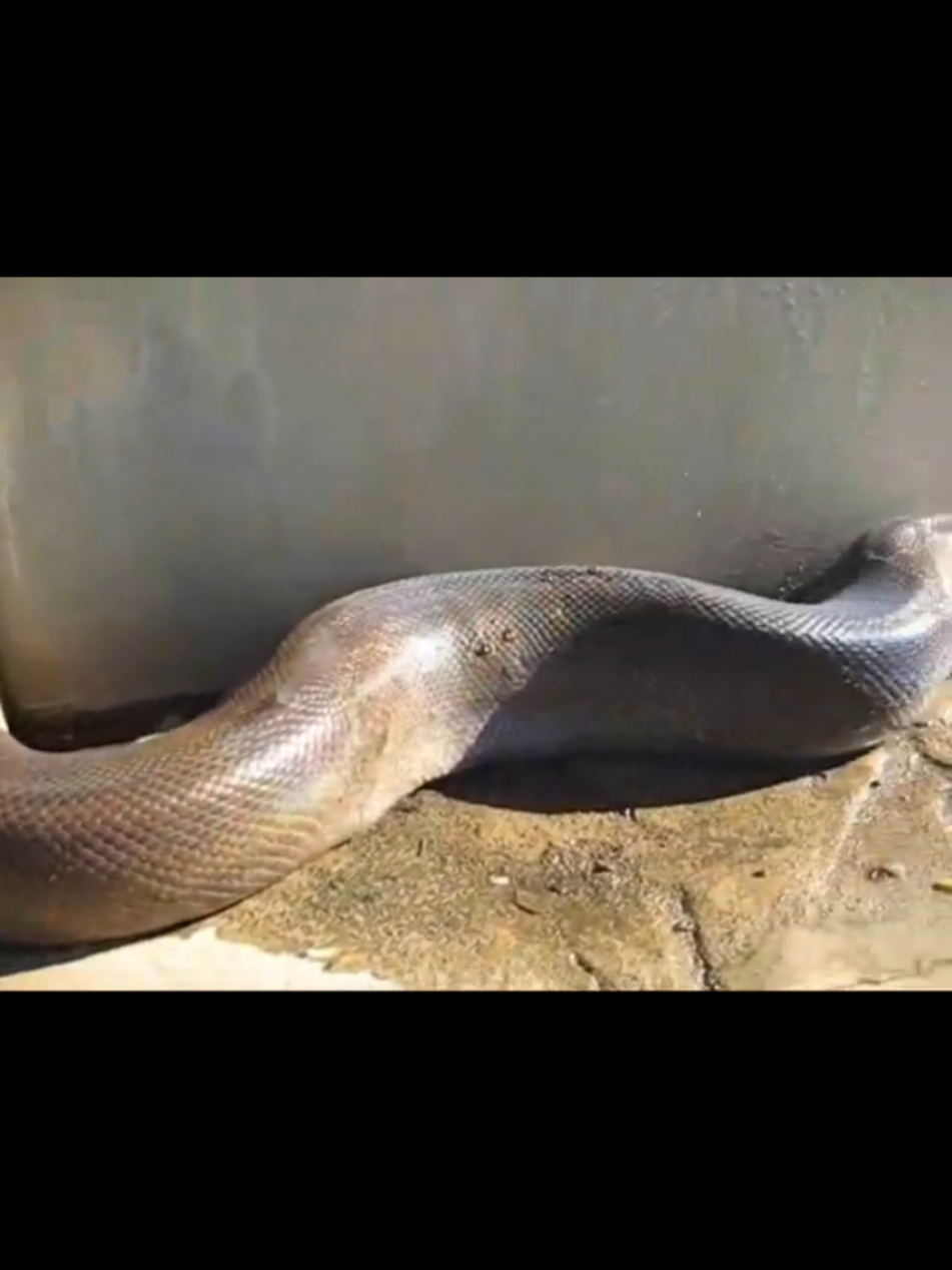 Can't believe the length of this snake!#scarytiktok #snakesoftiktok 