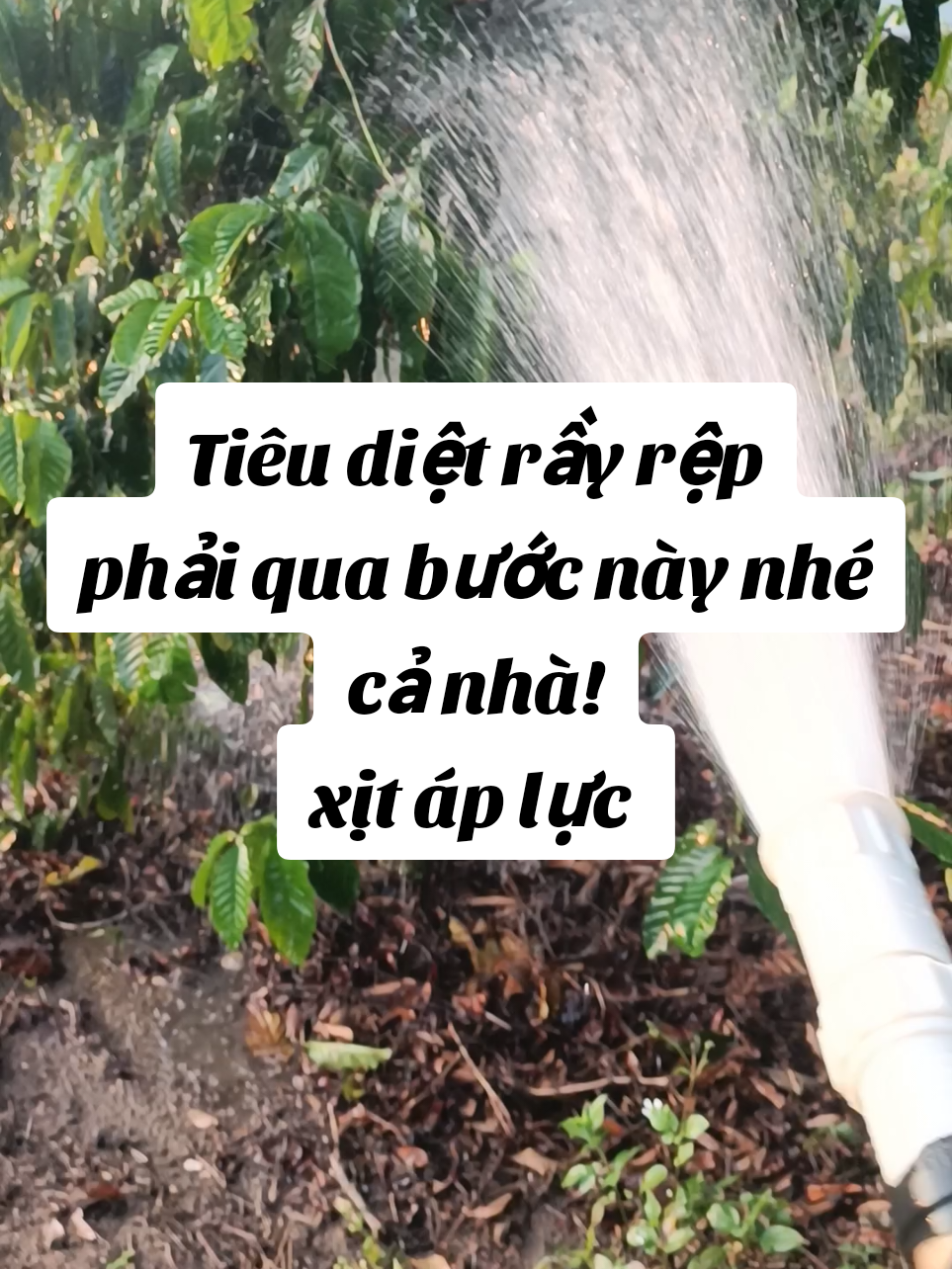 vòi xịt phun mưa, xịt rửa cà phê, cây ăn quả, chuồng trại,.. chỉ 50k#voiphunmua #voixitdanang #xitapluccao @Sam 