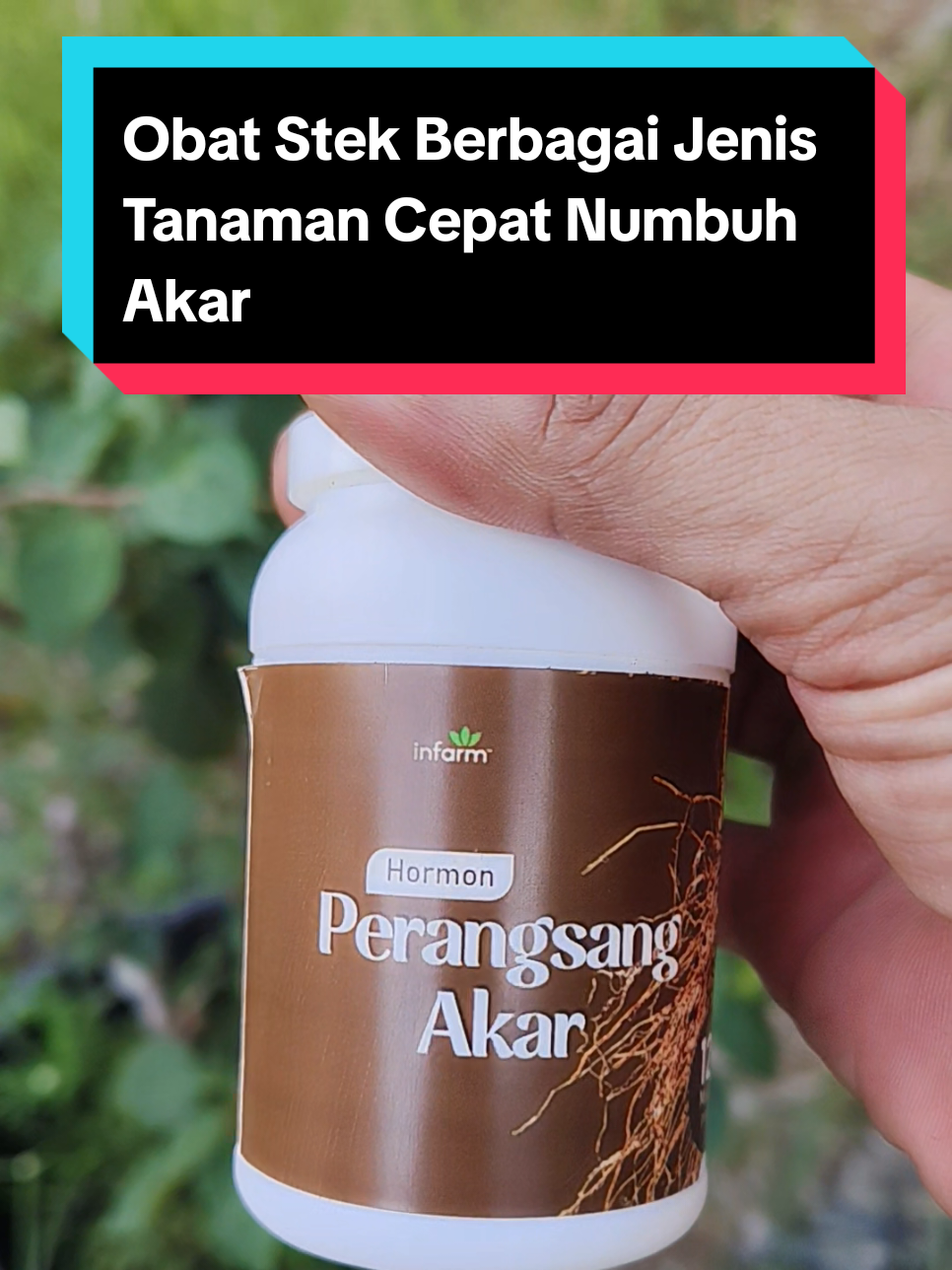 Obat stek berbagai jenis tanaman cepat numbuh akar, cara mudah memperbanyak tanaman dengan hormon perangsang akar #obatstek #perangsangakar #perbanyaktanaman #stek #cangkoktanaman #hormonakar #zpt 