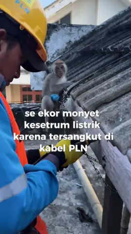 Monyet kesetrum listrik #yantekpln 