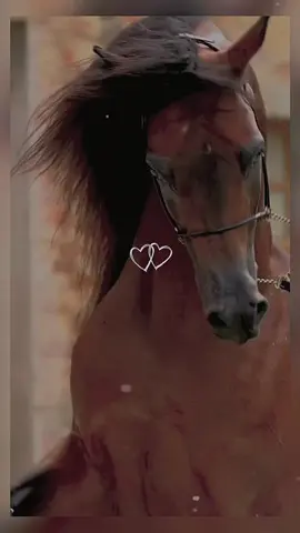 #صهيل_الخيل_ عشق_الخيل_ادمان #خيل #خيل_وخياله🐎 #خيل_عربي_أصيل #حصان_عربي_أصيل #خيل #تصميم #خيل_فخمه #مهره #شعر #قصيد #ستوريات #تصميم#قوالب_كاب_كات #تصميمي #كاب_كات #hores #viral