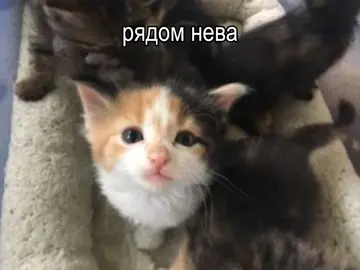 #рекомендации