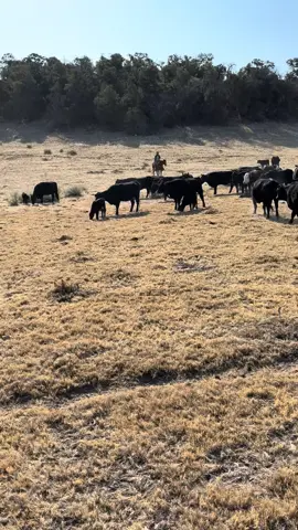 #country #cowboy #western #yellowstone #yellowstonetv