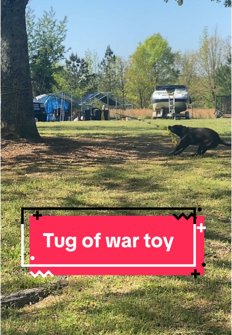 What kind of dog do you have?  #dogstuff #dogtoys #tugofwar #doggyplaytime #largedog #doggo 