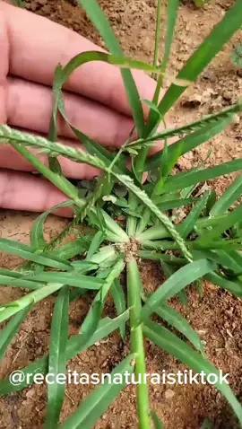 Conheça os benefícios da planta pé de galinha,receita caseira simples e fácil com poucos ingredientes. #dicas #receita #caseira #tiktokviral #fyp #fyyyyyyyyyyyyyyyy 