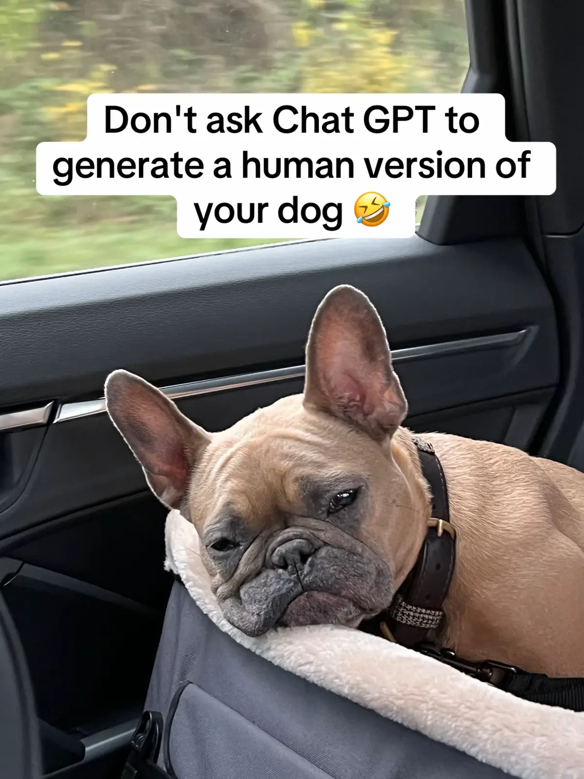 I’m actually howling 🤣 #chatgpt #dogsoftiktok #FrenchBulldog #AI #FYP #chatgptdog