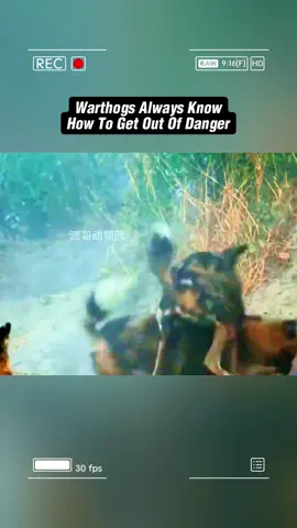 Warthog always know how to get out of danger. #wildanimals #animals #foryou 