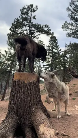 Raven and Nanuk playing! #wolf #wolves #aza #wolfsanctuary #cwwc #coloradowolfandwildlifecenter 