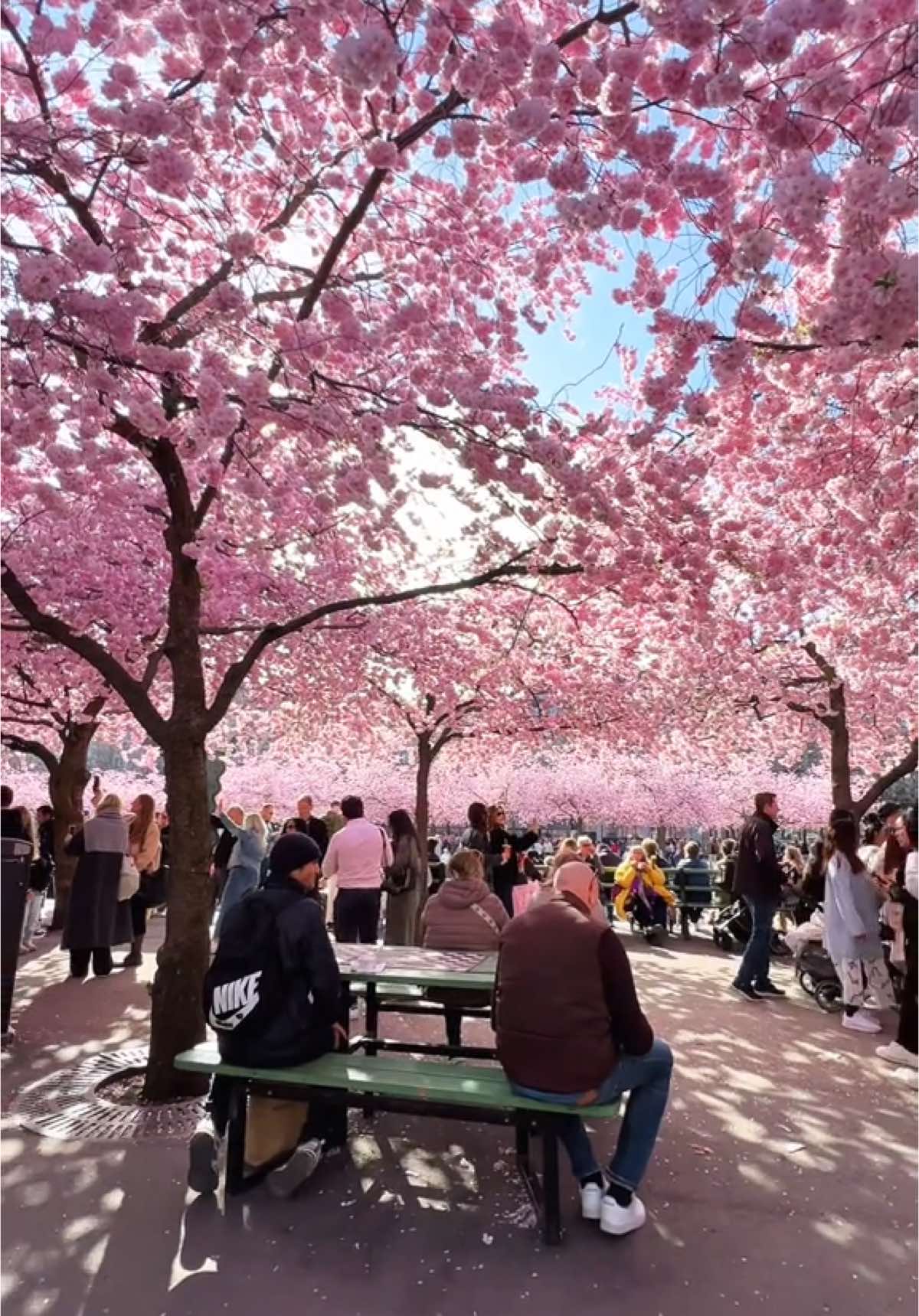 Stockholm 🌸🌸🌸#sweden🇸🇪 #swedentiktok #fördig #sverige #fyp #sweden #scandinavia #stockholm #europe #streetview #spring #views #sakura 
