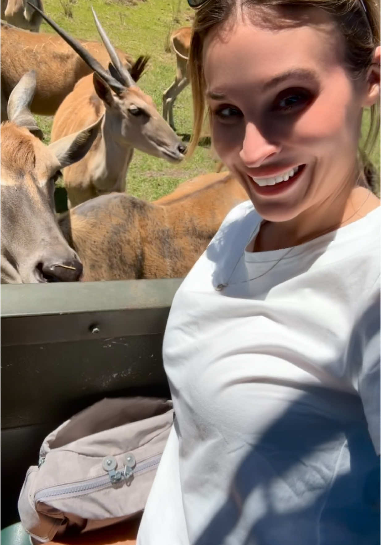 Feeding the #antelope #safari #animals 
