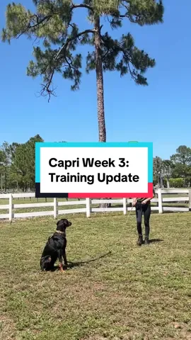 I am so so proud of this girl and her progress. A little bit every day goes a long way. #DogTraining #doberman #dobermanpinscher #dobermans #dobermans_of_tiktok #rescuedog #streetdog #adopt 