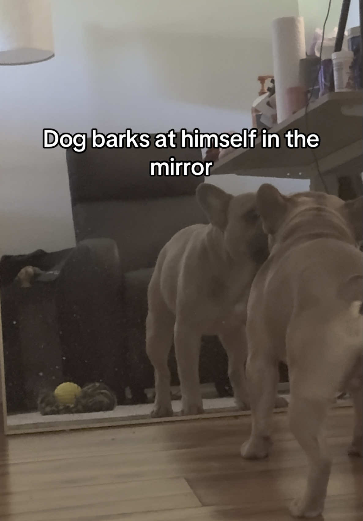 Dog barks at himself in the mirror. #dogs #barking #dogcheck #mirror #funny #dogcommunity #fyp  