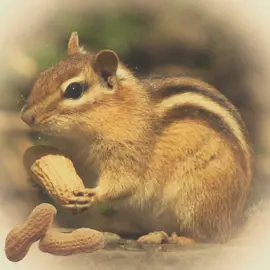 🐿️ #chipmunk #edit 
