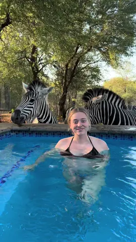 I will never be over this moment, feeding zebras from our swimming pool 😍 #zebras #southafrica #safari #africa #southafricantiktok #africansafari #tiktok #foryou #fyp #contentcreator #content #foryoupage #safari 