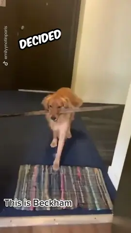 This dog is determined to bring that stick home!😂 #dog #dogsoftiktok #pets #funnytiktok #tik_tok #animalsoftiktok 