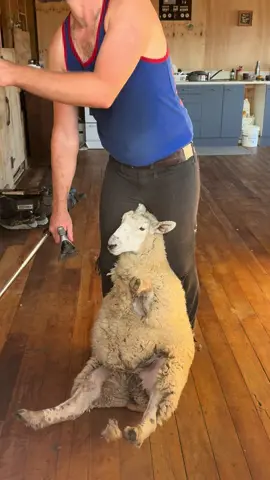 Some nice easy lamb shearing as the season slows down for me. These lambs had quite dense wool but at least they were nice and round.  #shearing #wool #satisfying #naturalfibers #lambs #sheep 